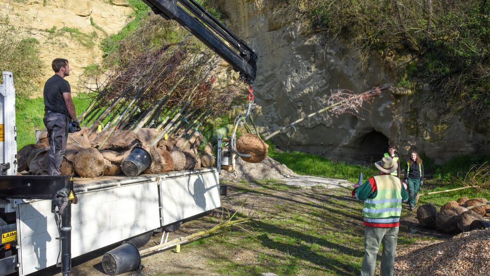 Die Bäume bei der Anlieferung. (Foto: Josef Vorlaufer)