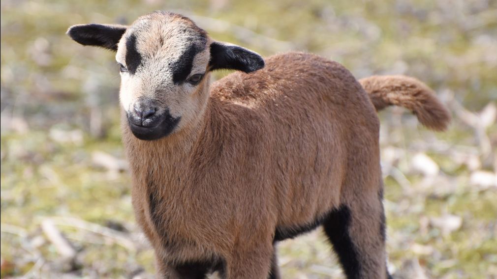 Das junge Kamerunschaf im Gehege. Foto: Josef Vorlaufer