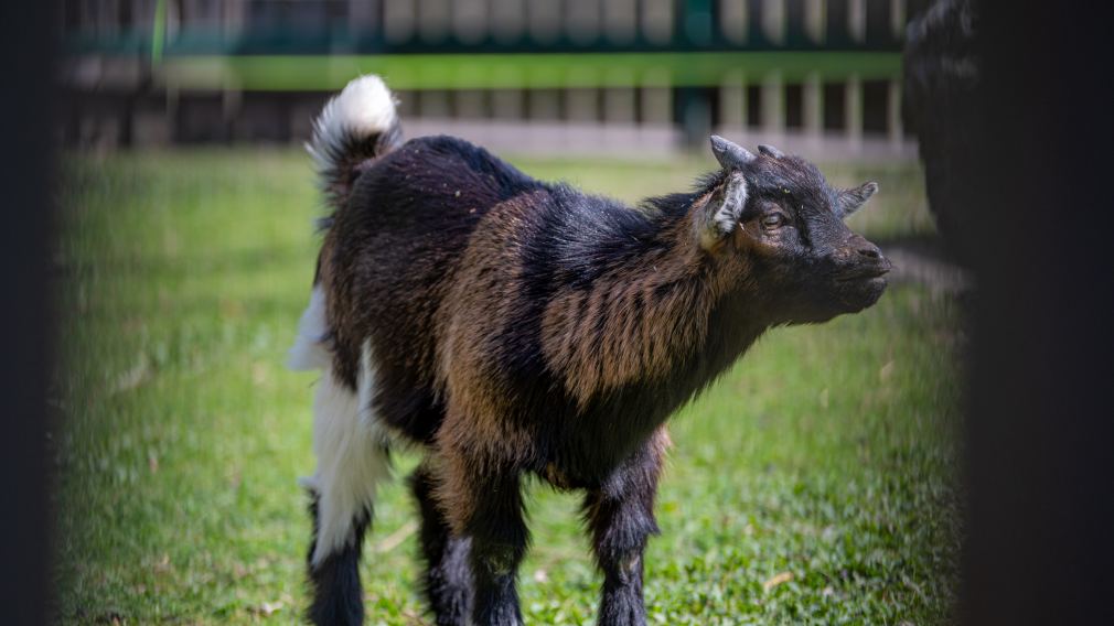 Das Zwergziegengehege im Hammerpark. (Foto: Christian Krückel)