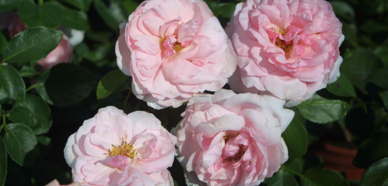 Eine rosa St. Pöltner Rose namens "Barockrose St. Pölten" mit 4 Blütenköpfen streckt sich aus ihrem Grün in Richtung Kamera. Foto: Marketing St. Pölten GmbH