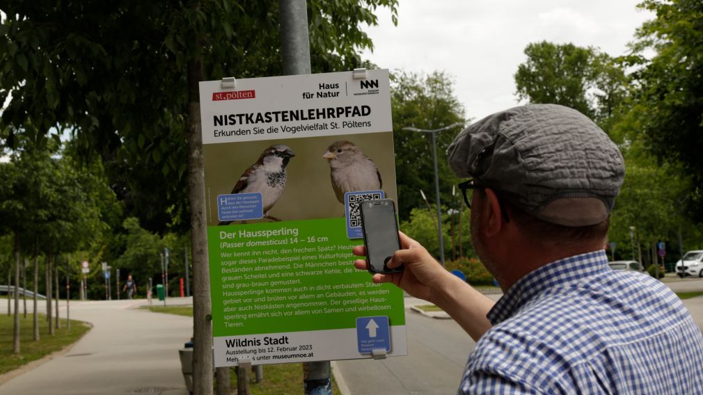 QR-Code mit dem Handy scannen und mehr über die Vögel in der Stadt erfahren. (Foto: NÖ Museum Betriebs GmbH)