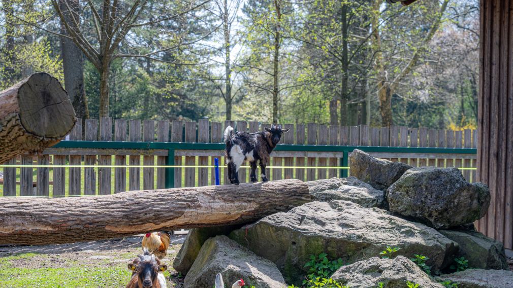 Das Zwergziegengehege im Hammerpark. (Foto: Christian Krückel)