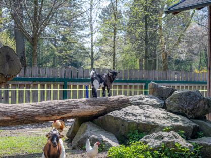 Das Zwergziegengehege im Hammerpark. (Foto: Christian Krückel)