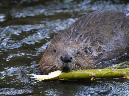 Biber im Wasser mit einem Stock zwischen den Zähnen. (Foto: Pixabay | ralf82)