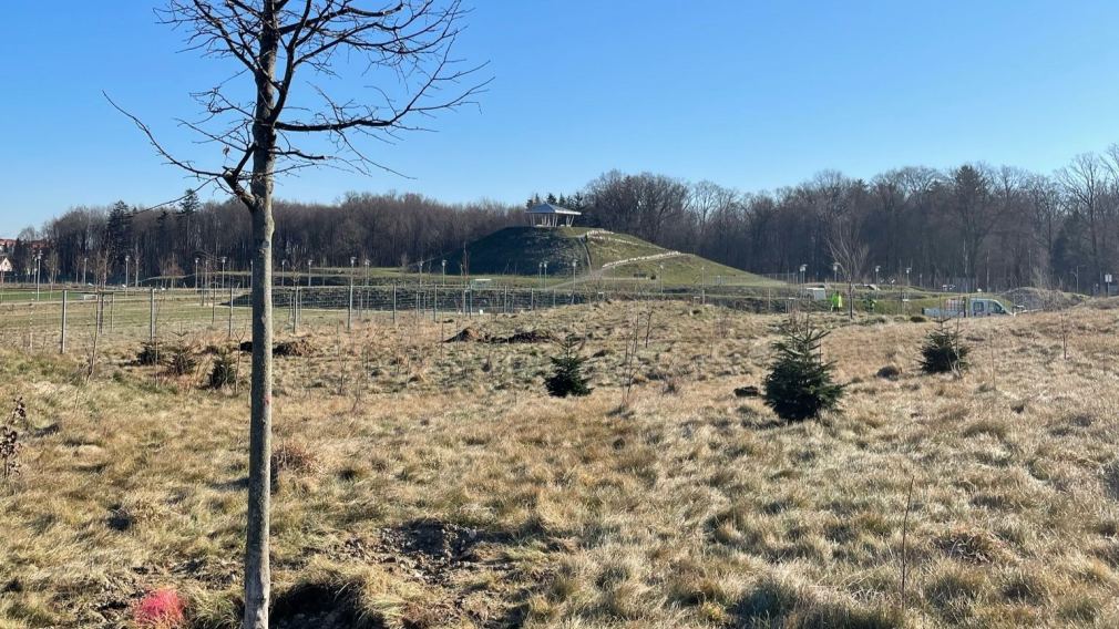 Die umgesetzten Bäume nahe der Eisbergspitze. (Foto: Stadtgärtnerei)