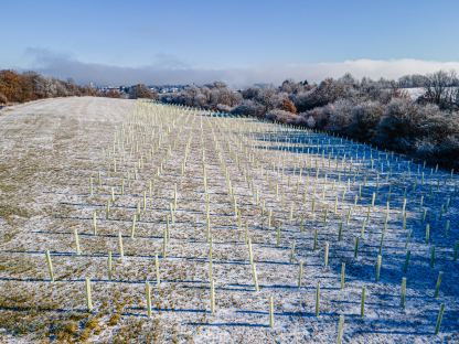 Vogelperspektive der Aufforstungsmaßnahme. Foto: Arman Kalteis