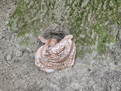 Tierischer Nachwuchs im Stadtwald