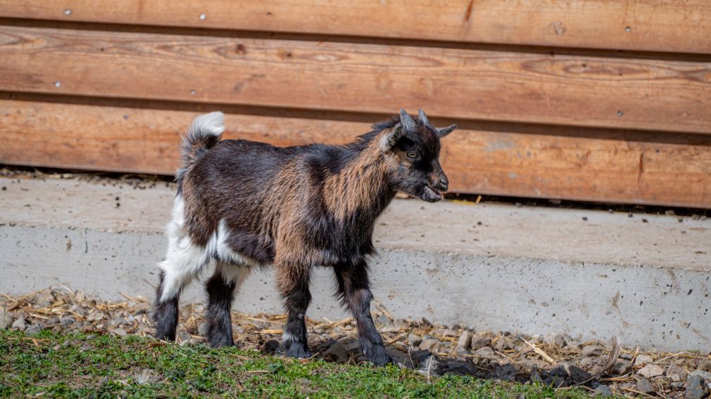 Das Zwergziegengehege im Hammerpark. (Foto: Christian Krückel)