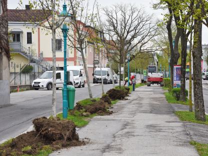 Über 20 Bäume am Promenadenring werden umgesiedelt. (Foto: Josef Vorlaufer)