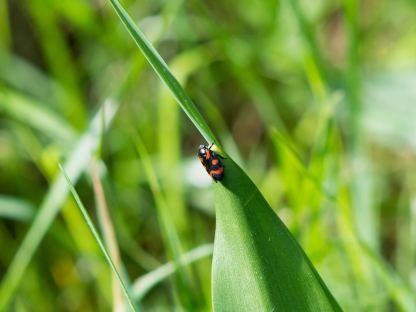 Das Foto zeigt einen Käfer auf einem Grashalm. (Foto: Christian Kolb)