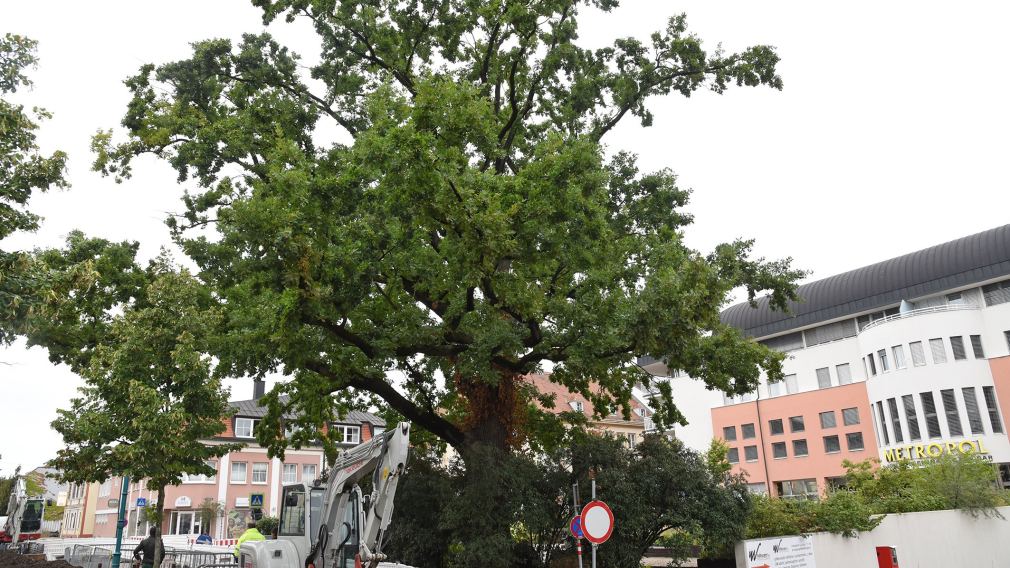 Die ca. 167 Jahre alte Eiche ist rund 20 Meter hoch, hat einen von Kronendurchmesser von ca. 18 Meter und misst einen Stammumfang von etwa 3,5 Metern. (Foto: Josef Vorlaufer)