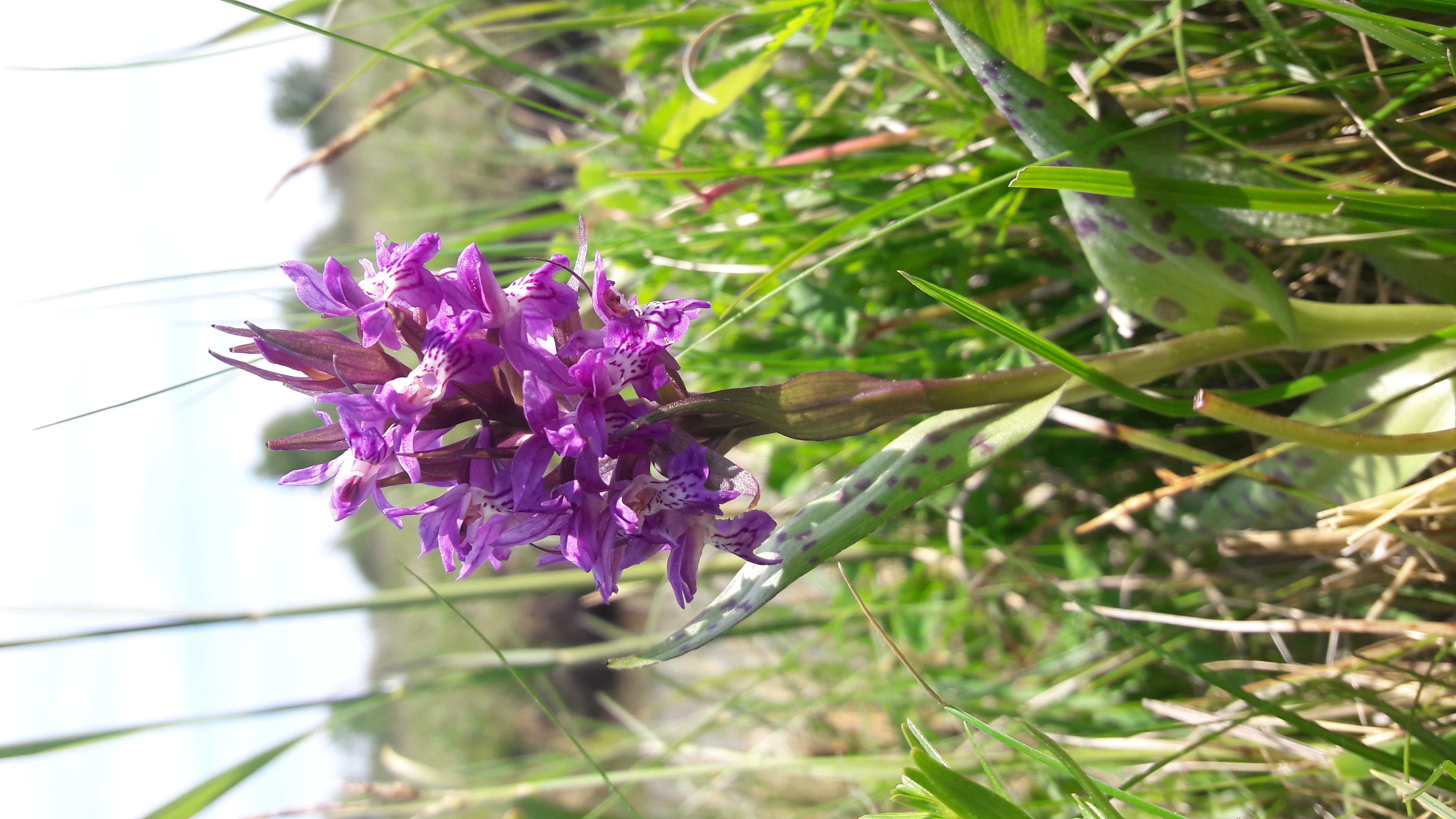 Breitblattriges Knabenkraut Sigrun Dietrich