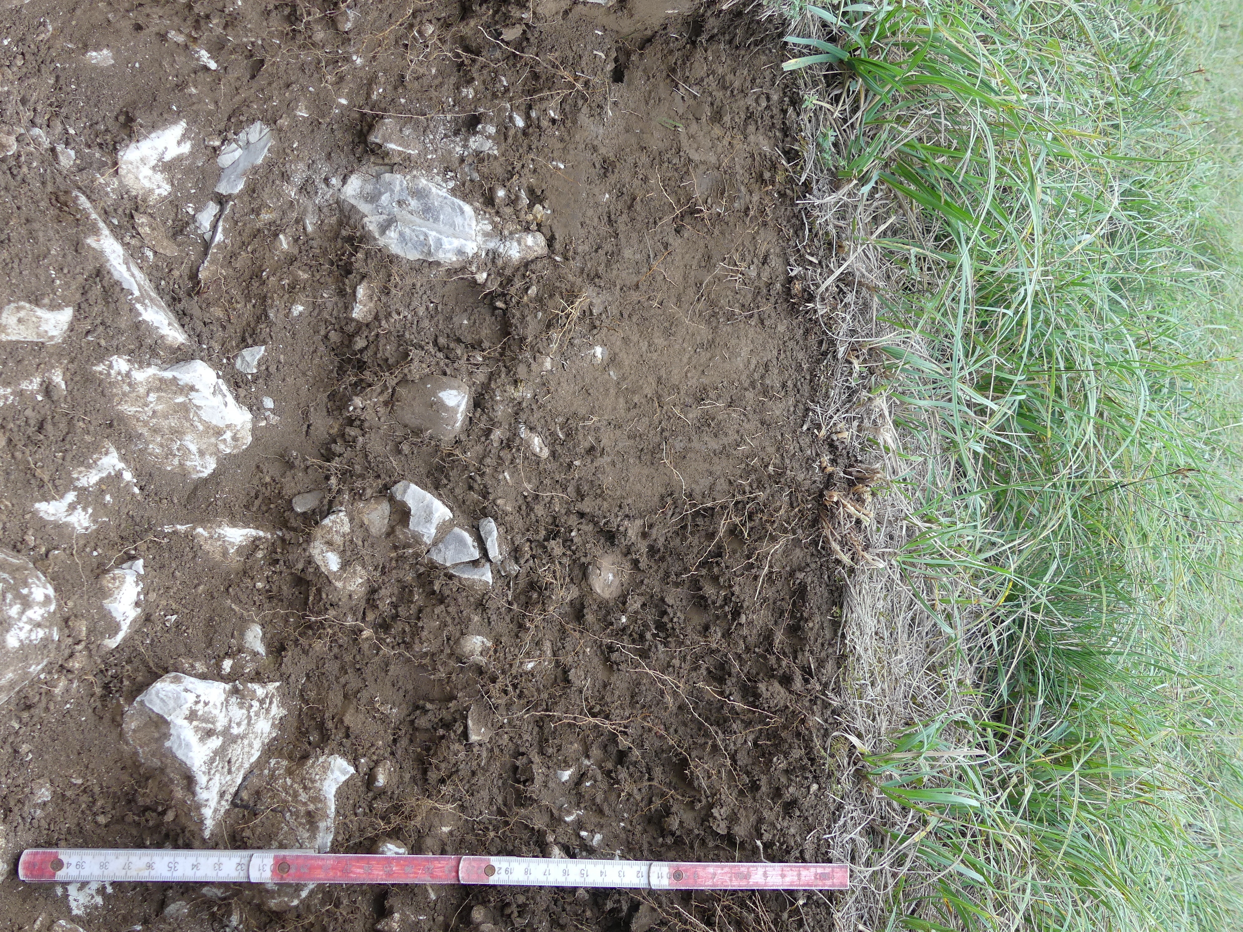 Pararendzina Gunther Aust