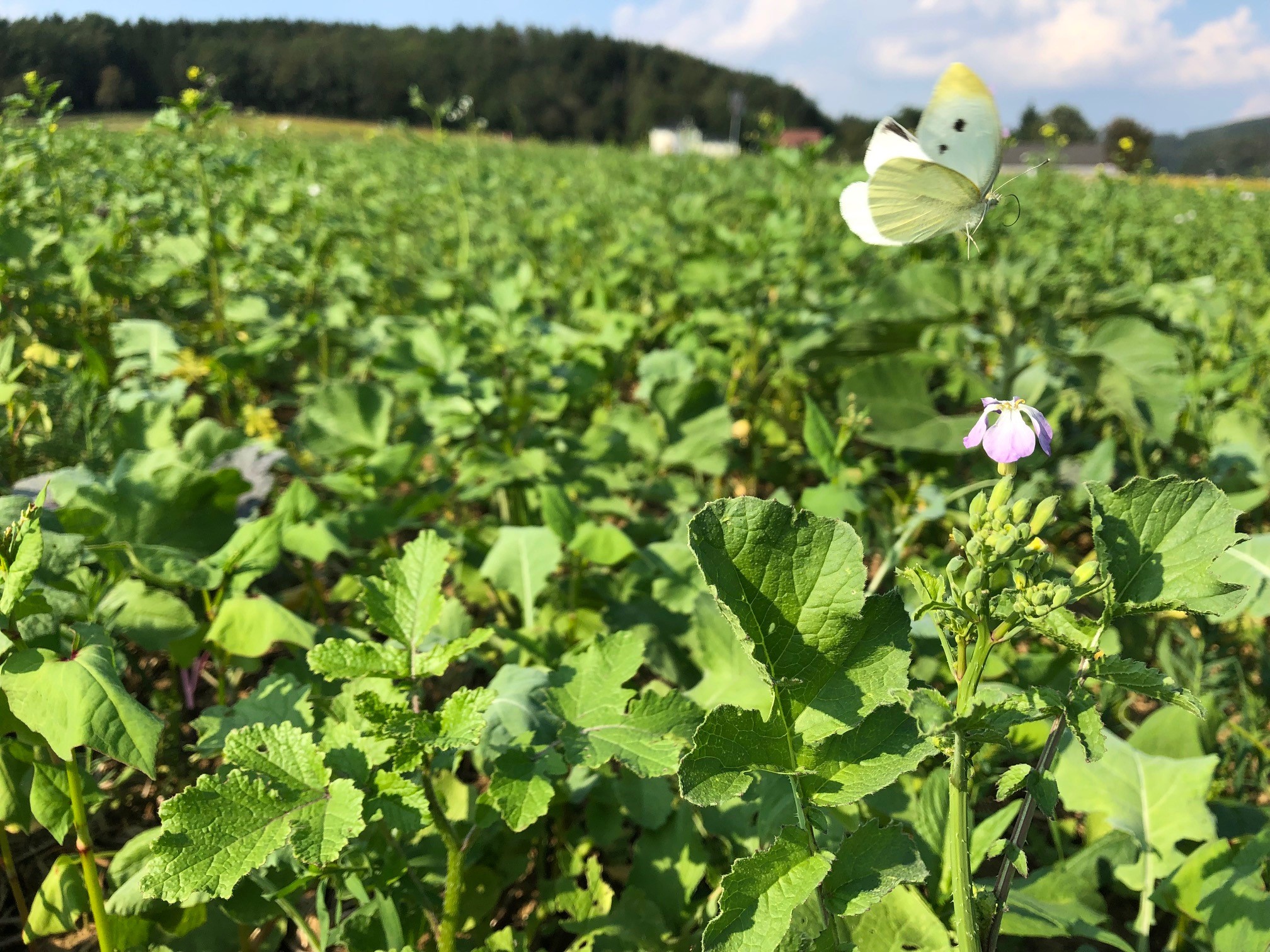 ZFSchmetterling Landwirtschaftskammer NO